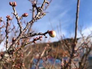 berry-good-2018-12-25T12_57_01-1.jpg